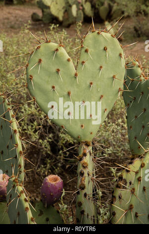En forme d'coeur cactus Opuntia spp., pad,désert de Sonora en Arizona Banque D'Images