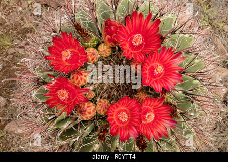 Fishhook cactus Ferocactus wislizeni,fourreau, Arizona Banque D'Images