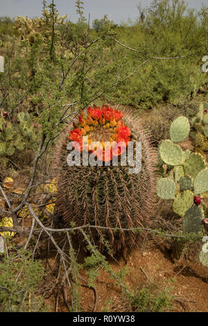 Fishhook cactus Ferocactus wislizeni,fourreau, Arizona Banque D'Images