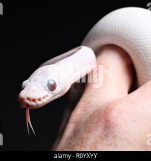 Blue Eyed Leucistic Ball Python Banque D'Images