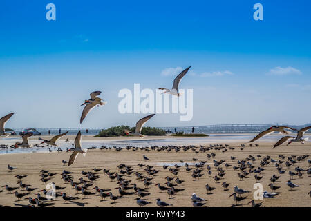 Un troupeau d'écumoires noires volant autour de South Padre Island, Texas Banque D'Images