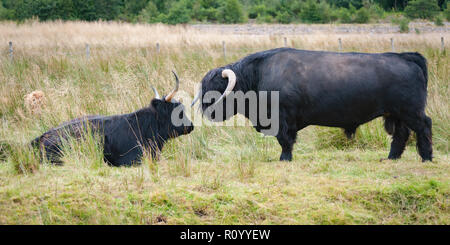 Black Bull Highland Longhorn approche affectueusement une vache Banque D'Images