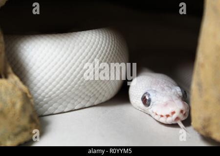 Blue Eyed Leucistic Ball Python Banque D'Images