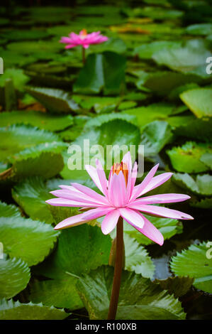 Loin de l'eau des zones humides du nord du Queensland et fleurs lilly lilly pads s'épanouir dans le climat tropical chaud. Banque D'Images