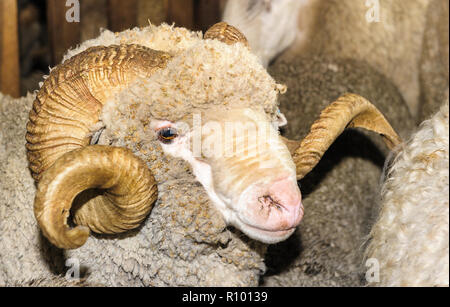 Stud Merino ram avec elle attend dans la tonte des brebis moutons attachés à l'abri de cisaillement dans le New England Tablelands du nord de la Nouvelle-Galles du Sud. Banque D'Images