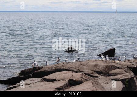 Fond marin avis de plusieurs goélands profitant du soleil sur de grands rochers sur la rive à l'avant-plan Banque D'Images