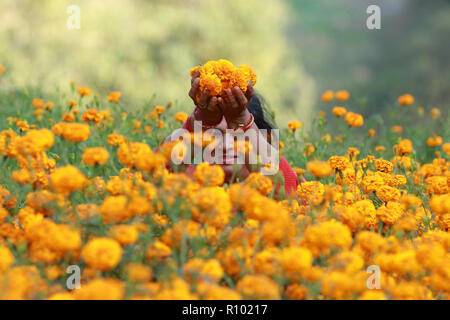 Les népalaises pick marigold flower pour ce festival Tihar à Katmandou, le 5 novembre 2018. Sarita Khadka/Alamy Live News Banque D'Images