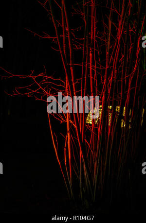 (Cornus sanguinea cornouiller rouge) éclairé par une lampe dans un jardin la nuit Banque D'Images