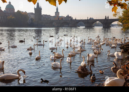 Prague - Le pont Charles et les cygnes sur la rivière Vltava. Banque D'Images