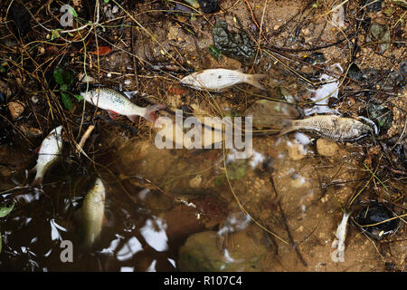 De nombreux poissons morts flottant dans les eaux usées et la pollution industrielle , qui endommage l'environnement naturel Banque D'Images