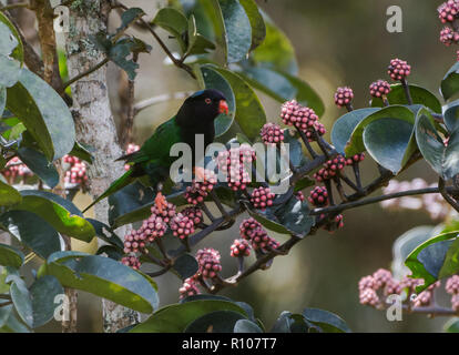 Une forme noire Lorikeet Charmosyna papou (papou), ou Stella's Lorikeet, se nourrissant de fleurs roses. Les montagnes de neige, Papouasie, Indonésie. Banque D'Images