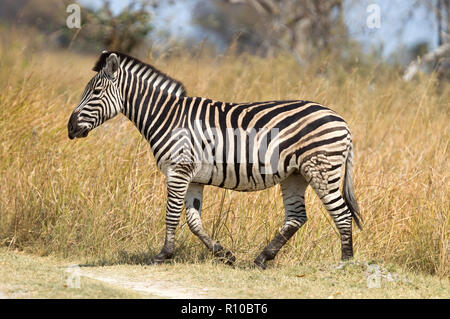 Damara zèbre (Equus burchelli antiquorum) au Botswana Banque D'Images