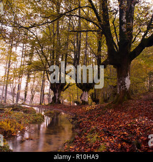 Forêt de hêtre colorés, avec une belle giclée passant entre les grands arbres de la forêt, Otzarreta avec le sol plein de tombée l'automne feuilles rouges, dans Banque D'Images