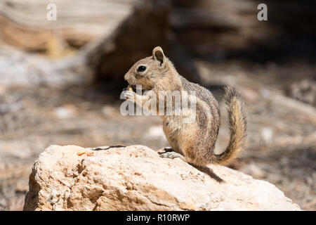Un spermophile à mante dorée, Callospermophilus lateralis à Bryce Canyon National Park, Utah, USA. Banque D'Images