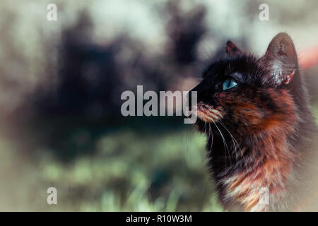 Beau chat aux yeux bleus fixant Banque D'Images