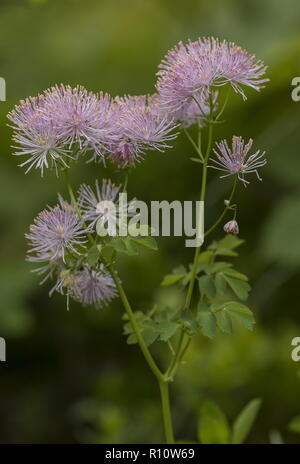 Plus de meadow-rue, Thalictrum aquilegifolium, en fleurs en prairie montagnarde, la Slovénie. Banque D'Images