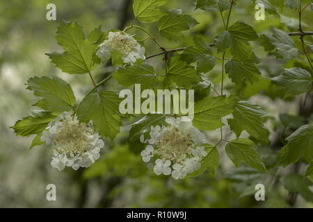 Guelder Rose, Viburnum opulus en fleurs en zone ombragée. Banque D'Images