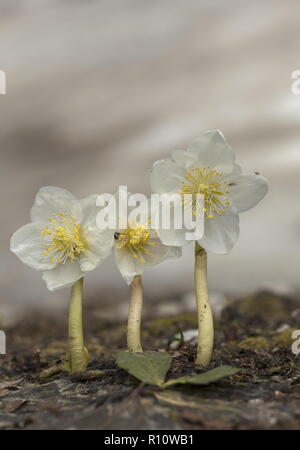 Rose de Noël, Helleborus niger, dans la région de fleur par la fonte de la neige, les Alpes Juliennes, en Slovénie. Banque D'Images