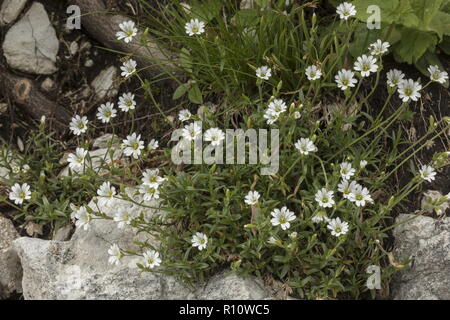 Souris de champ-auriculaire, Cerastium arvense, forme des montagnes. Alpes Juliennes, en Slovénie. Banque D'Images