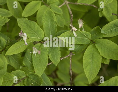 Black-femelles oeuvées, Chèvrefeuille Lonicera nigra, en fleurs, les Alpes Juliennes, en Slovénie. Banque D'Images