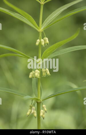 Whorled Solomon's-seal, Polygonatum verticillatum, en fleurs sur le bord. Rare au Royaume-Uni. Banque D'Images