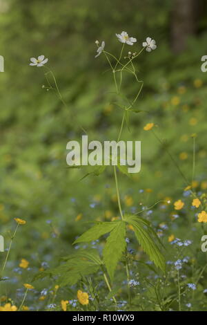 Large White Buttercup, Ranunculus platanifolius, Banque D'Images