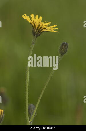 Marsh hawksbeard, Crepis paludosa, en fleurs en acide humide prairie. Banque D'Images