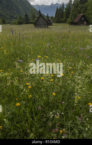 Prairies de fauche de montagne fleurie, avec des granges, dans la vallée de Mostnice, parc national du Triglav, Alpes Juliennes, en Slovénie. Banque D'Images