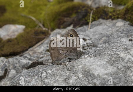 Paire d'accouplement de mur nord papillons Lasiommata petropolitana, brown, sur le calcaire, la Slovénie. Banque D'Images