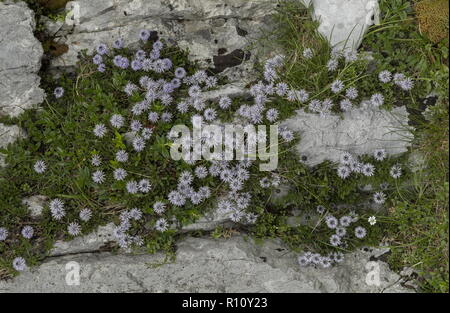 Coeur globe à feuilles de pâquerette, Globularia cordifolia en fleurs en masses sur le calcaire, les Alpes Juliennes, en Slovénie. Banque D'Images