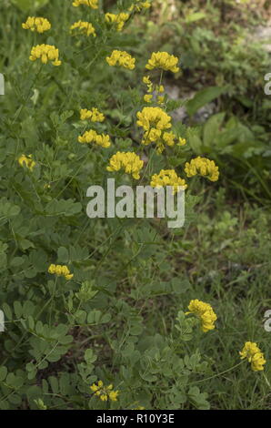 La vesce de Scorpion, coronilla coronata, en fleurs ; les Alpes Juliennes, en Slovénie. Banque D'Images