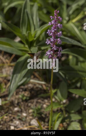 Humming-bird Hawk-moth Orchid parfumé en visite, avec les pollinies sur proboscis. Banque D'Images