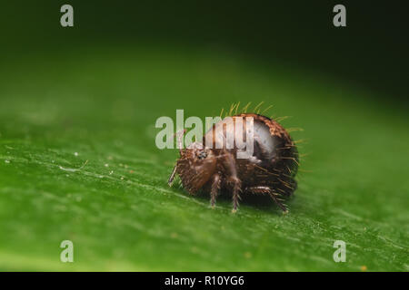 Springtail globulaire (Allacma fusca) reposant sur des feuilles de rhododendron. Tipperary, Irlande Banque D'Images