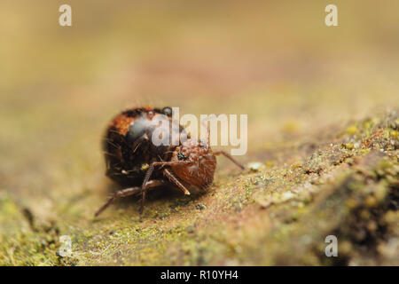 Springtail globulaire (Allacma fusca) reposant sur branche d'arbre. Tipperary, Irlande Banque D'Images