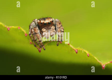 Zodariidae (Evarcha falcata) perché sur le bord de feuille de ronce. Tipperary, Irlande Banque D'Images