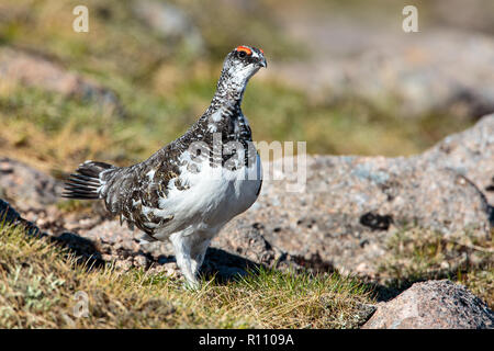 Le Lagopède alpin (Lagopus muta) mâle plumage d'été Banque D'Images