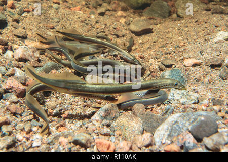 La lamproie (Lampetra planeri Brook) dans la conception de projets de cluster Banque D'Images