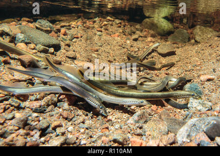 La lamproie (Lampetra planeri Brook) dans la conception de projets de cluster Banque D'Images