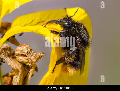 Red-shanked Carder Bumblebee Bombus ruderarius, Banque D'Images