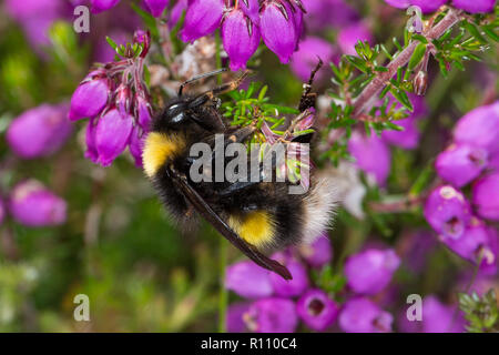 Bombus soroeensis, casse-belted Bumblebee Banque D'Images