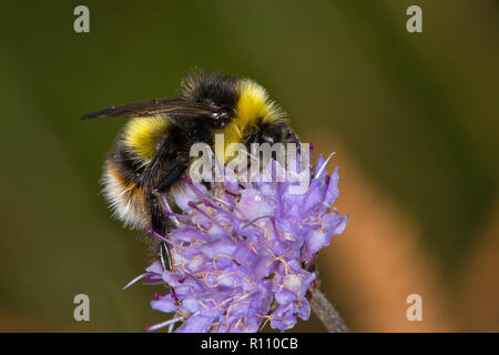 Bombus soroeensis, casse-belted Bumblebee, homme Banque D'Images