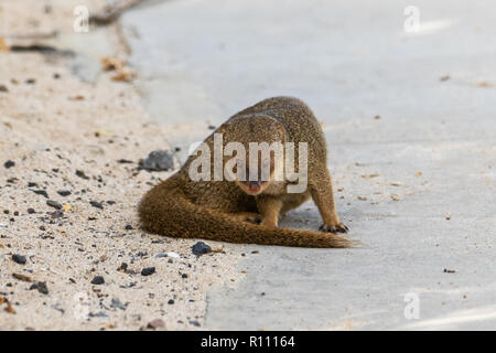 Javan mongoose (herpestes javaicus) près de la plage sur la grande île d'Hawaï. Accroupi et face à l'appareil photo, c'est yeux rouges visibles. Banque D'Images