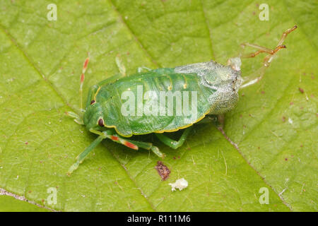 Vert commun Shieldbug (Palomena prasina) mue de dernier stade. Tipperary, Irlande Banque D'Images