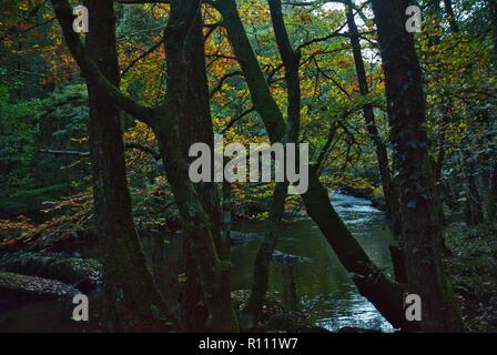 Couleurs d'automne sur la rivière Teign au sein du Parc National de Dartmoor, UK. Banque D'Images