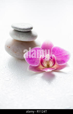 La lumière unique fleur orchidée rose zen avec des pierres et des gouttes d'eau sur fond clair. Concept de relaxation. Banque D'Images