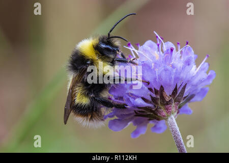 Bombus soroeensis, casse-belted Bumblebee, homme Banque D'Images