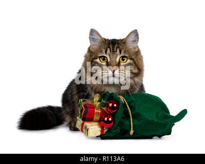 Cute black chat sibérien tabby kitten assis derrière un Noël vert sachet rempli de cadeaux et de boules rouges, regardant droit dans la caméra avec y lumineux Banque D'Images