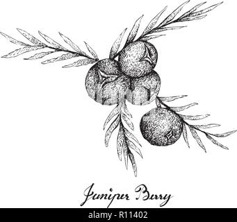 Petits fruits, Illustration part Croquis de baies de genévrier isolé sur fond blanc. Riche en bioflavonoïdes, antioxydants et minéraux avec ess Illustration de Vecteur