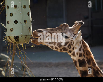 Libre de Giraffe eating, photographiés dans le zoo de RHENEN, aux Pays-Bas Banque D'Images