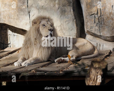 Grand mâle African Lion reposant, photographiés dans le zoo de RHENEN, aux Pays-Bas Banque D'Images